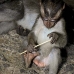 monkey_macaque_balinese_mf_ubud_v_1434_bal5155.jpg
